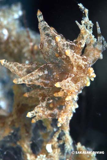 eubranchus occelatus Nosy Be